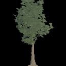Young Beech