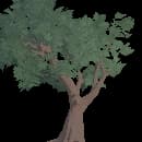 Mature Oak