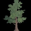 Young Oak
