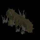 Rotten Log