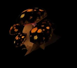 King Trumpet Mushroom