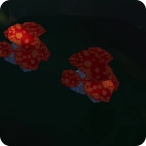 Morel Mushrooms
